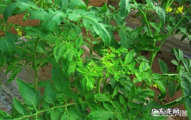 黄化曲叶病毒 西红柿病毒病如何防zhi