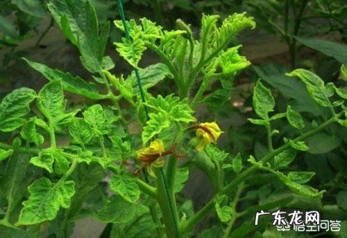 黄化曲叶病毒 西红柿病毒病如何防zhi