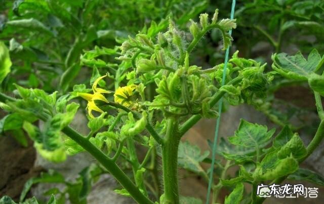 黄化曲叶病毒 西红柿病毒病如何防zhi