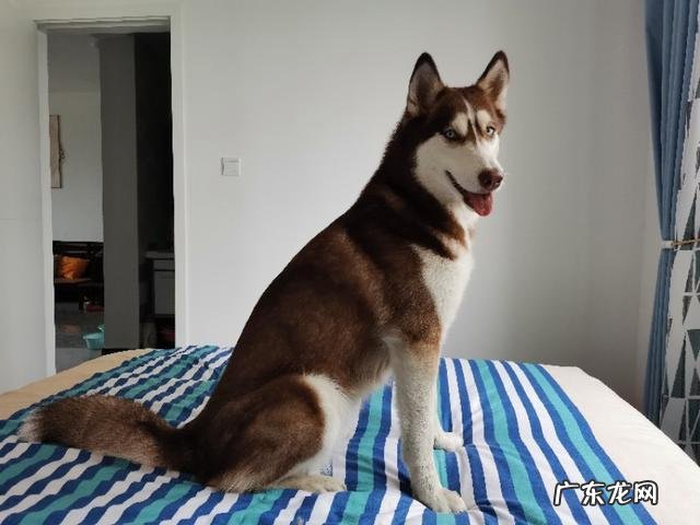 养拉布拉多好不好?可以随便养吗?