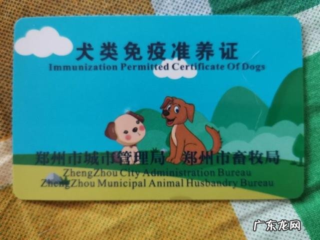 养拉布拉多好不好?可以随便养吗?