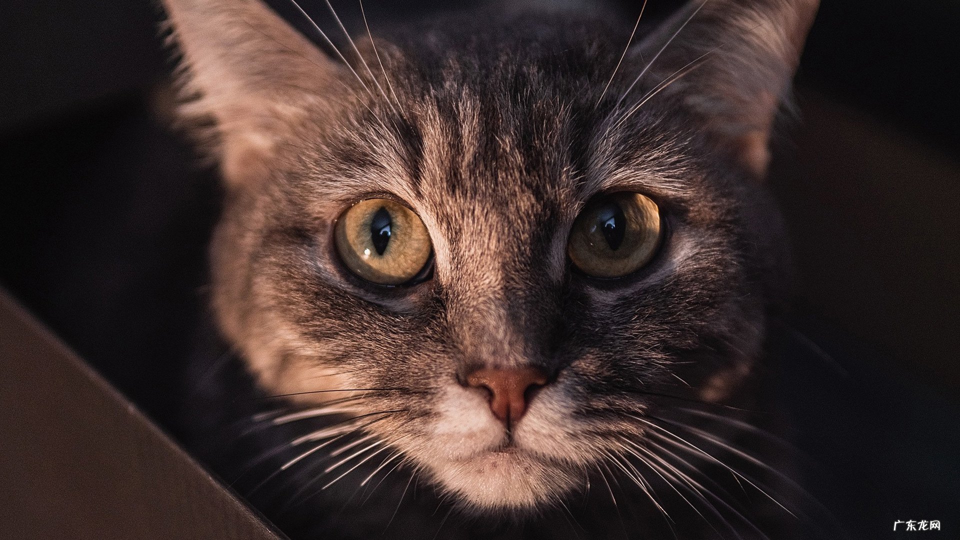 减肥成功的体验和经历是怎样的