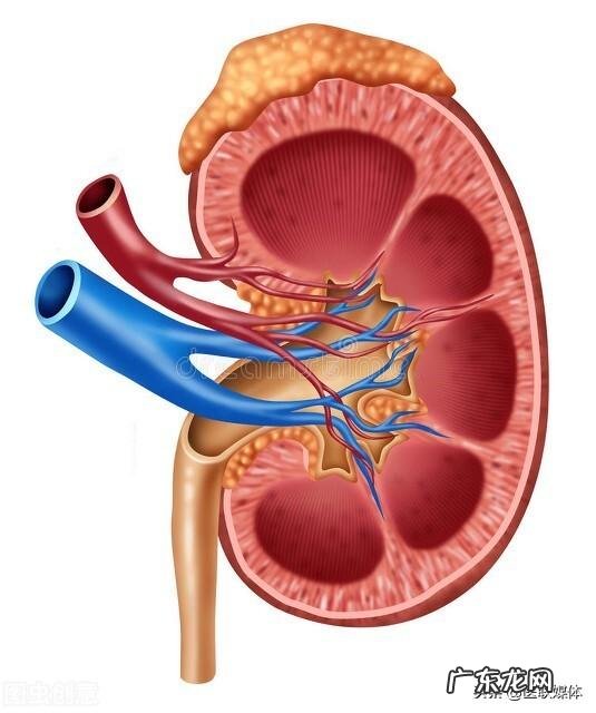 男性肾虚怎么护肾 男性肾虚症状有哪些怎么调理