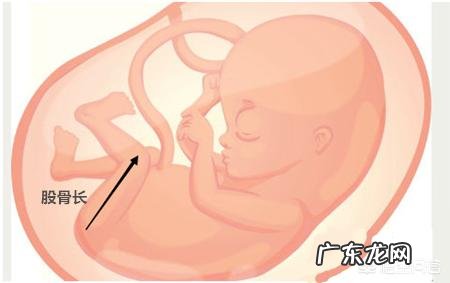 孕35周,胎儿股骨才58,正常吗?