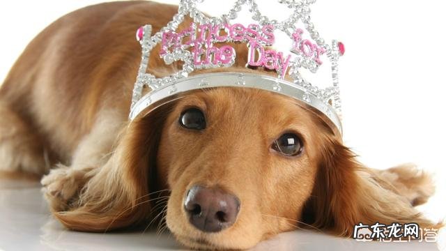 博美注射伊维菌素剂量有些大,视力受到影响还能好吗?