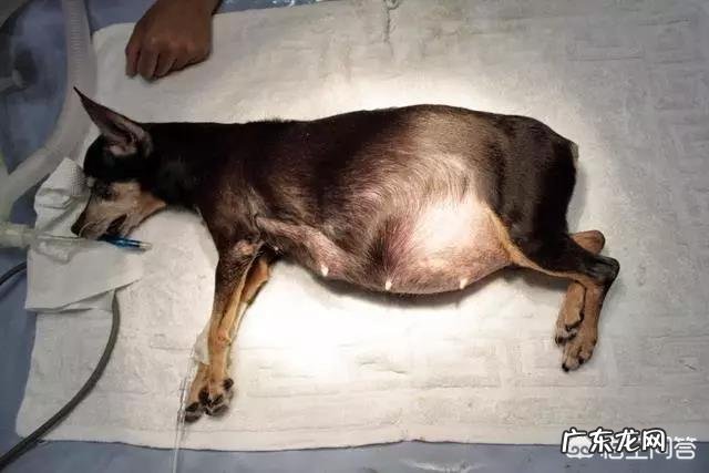 博美注射伊维菌素剂量有些大,视力受到影响还能好吗?