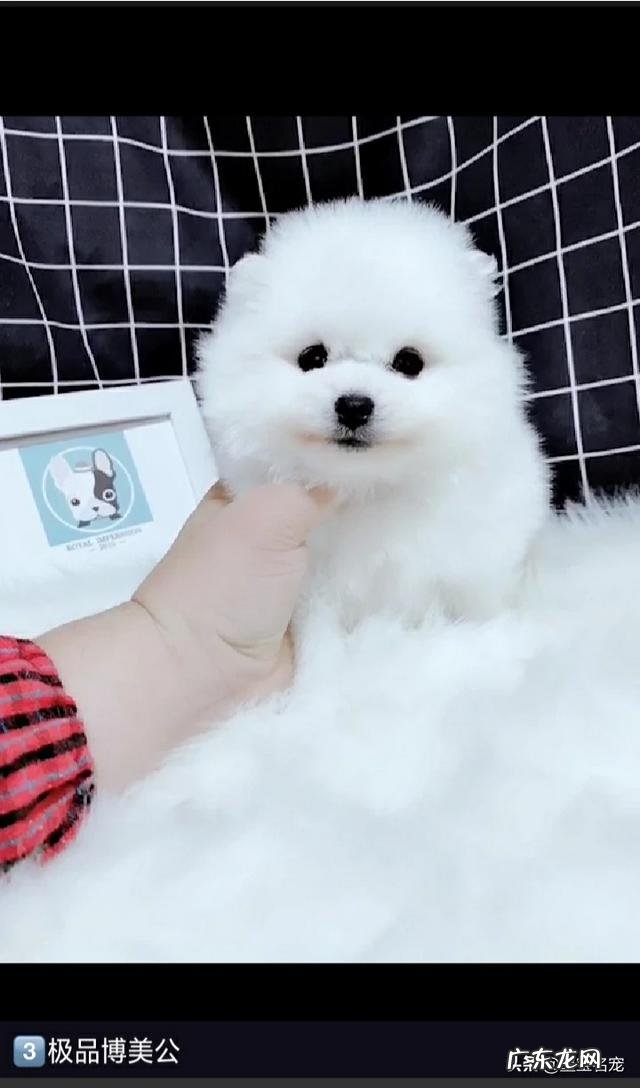 博美注射伊维菌素剂量有些大,视力受到影响还能好吗?