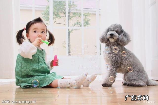 三只比特犬和一只孟加拉虎关在一个笼子里,会有什么样的结果?