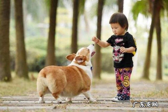 三只比特犬和一只孟加拉虎关在一个笼子里,会有什么样的结果?