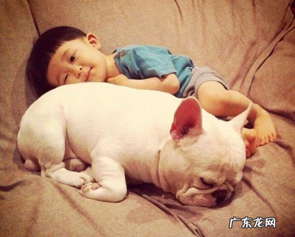 三只比特犬和一只孟加拉虎关在一个笼子里,会有什么样的结果?