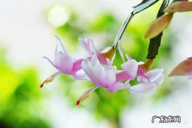 东北地区冬季的蟹爪兰怎样养护