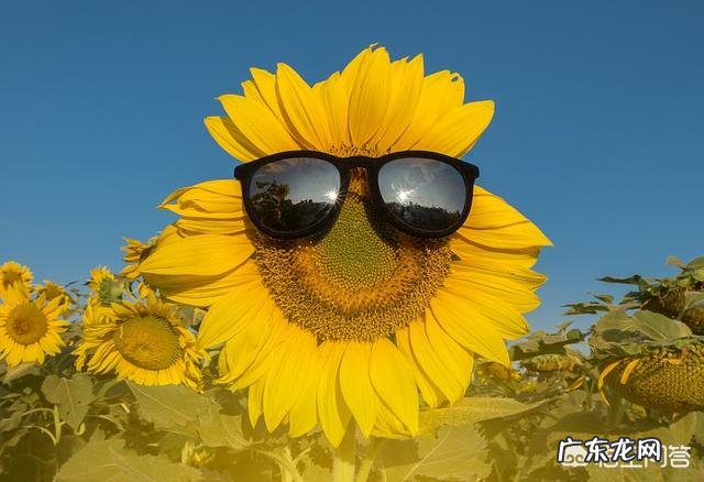 东北地区冬季的蟹爪兰怎样养护