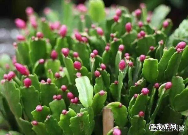 东北地区冬季的蟹爪兰怎样养护