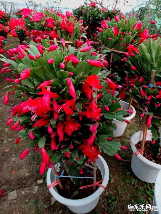 东北地区冬季的蟹爪兰怎样养护