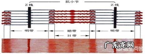 肌肉的大小是不是跟力量大小有关系？
