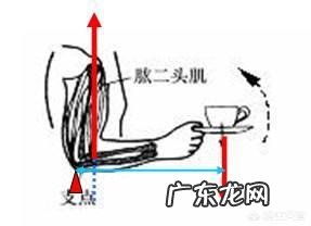 肌肉的大小是不是跟力量大小有关系？