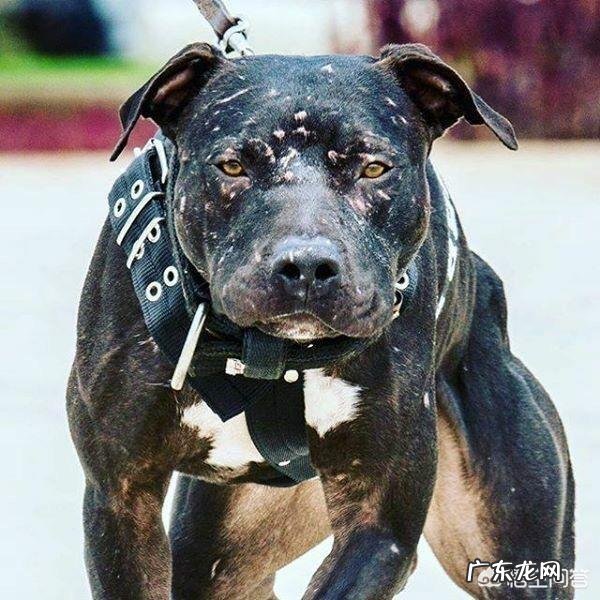 有哪些狗狗可以做军犬?为什么?