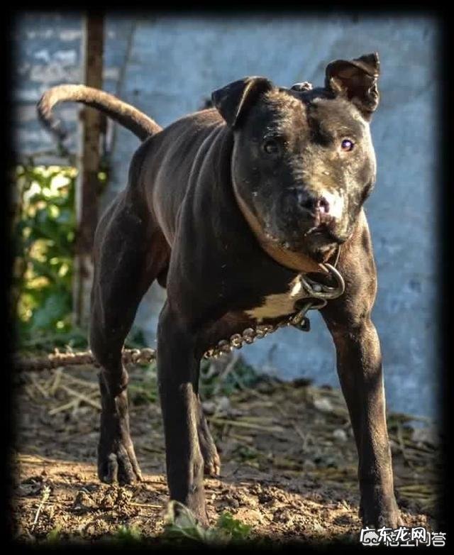 有哪些狗狗可以做军犬?为什么?