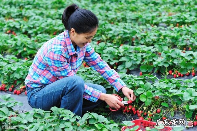 休闲农业越来越火,水果产业如何与其完美结合