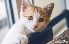 一个月大的猫咪没精神，不爱吃东西，动呼吸急促还有声音怎么办