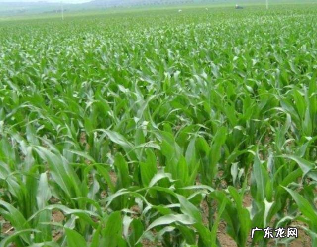 多食用鲁花高油酸花生油据说对儿童可以起到减肥的效果