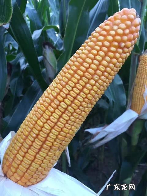 多食用鲁花高油酸花生油据说对儿童可以起到减肥的效果