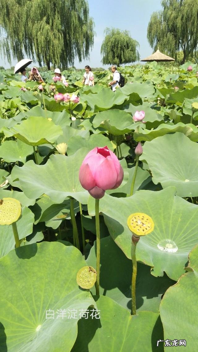 哪一首关于夏日的诗词让你怦然心动