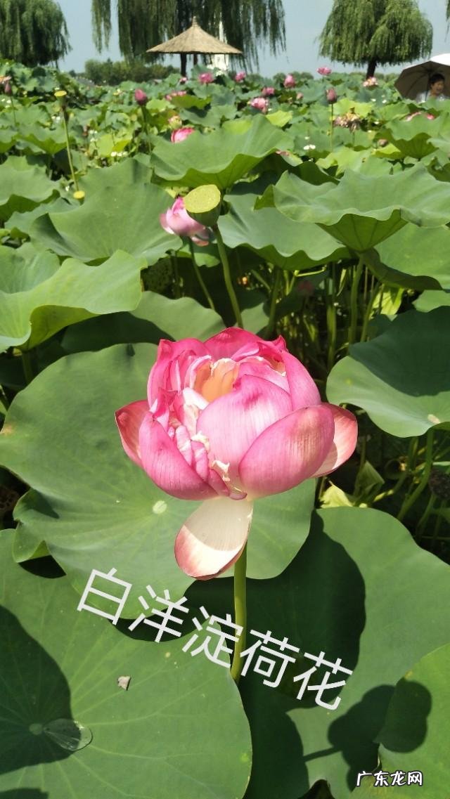 哪一首关于夏日的诗词让你怦然心动