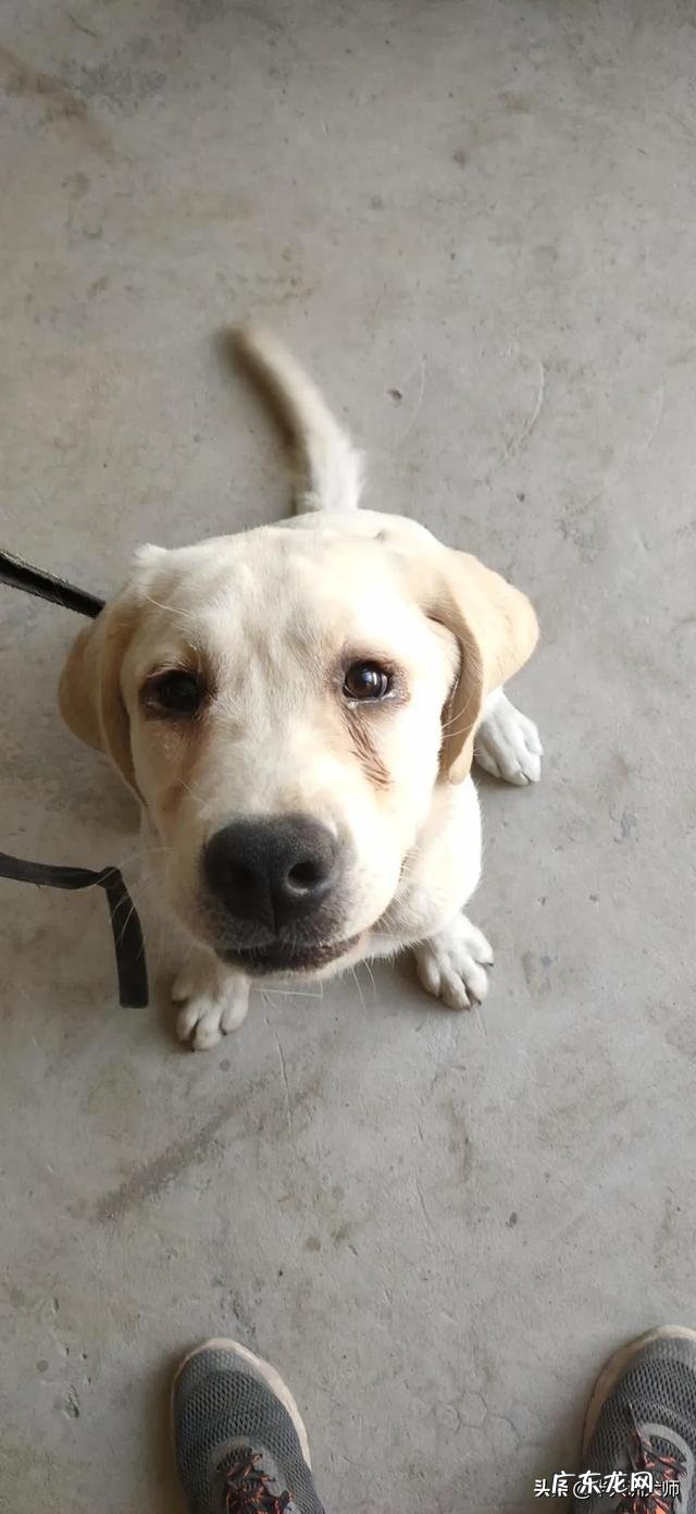 自己爱狗,虽然不值钱,想办个狗证,谁知道品种?能不能办?