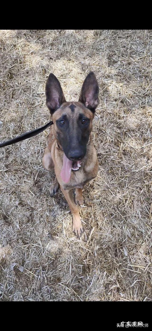 自己爱狗,虽然不值钱,想办个狗证,谁知道品种?能不能办?