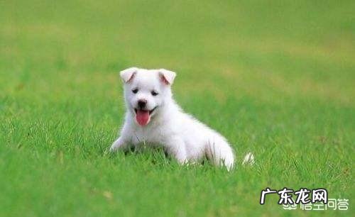 自己爱狗,虽然不值钱,想办个狗证,谁知道品种?能不能办?