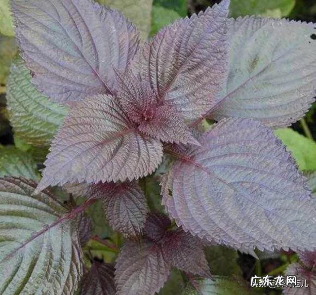 紫苏和蒲公英能一起泡水喝吗