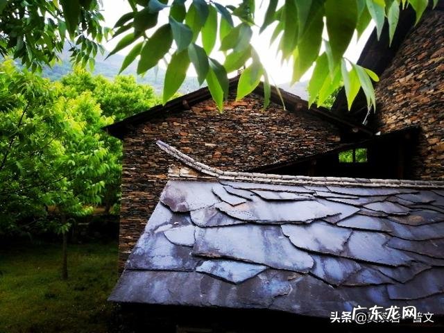 云南茶叶真的大量积压了吗是什么原因造成的低价茶不好卖