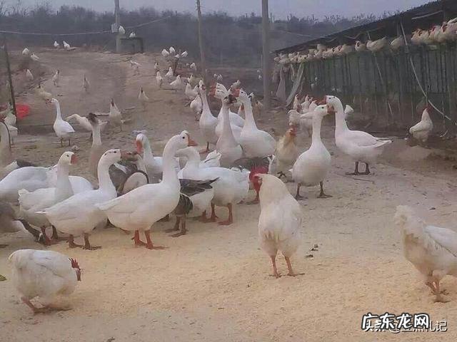 为什么越来越多的多羡慕农村生活？