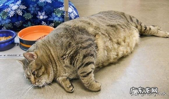 正常的猫体重大约有多少克?