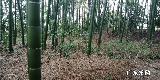 2020年3月挖笋怎么挖