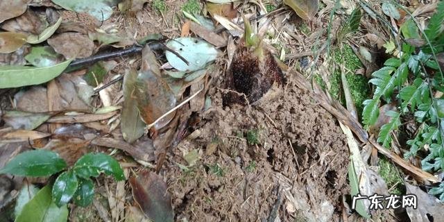 2020年3月挖笋怎么挖