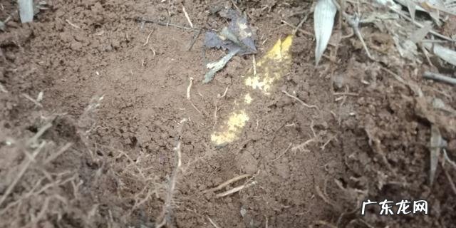 2020年3月挖笋怎么挖