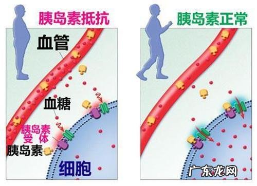 不少吃饭，不吃药，怎么能瘦下来
