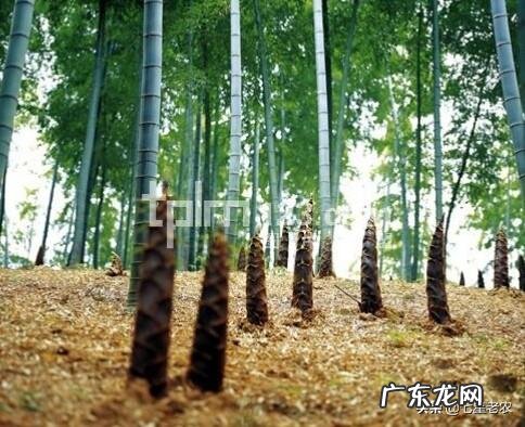 竹笋可以放到冰箱里冷冻吗怎么保存好