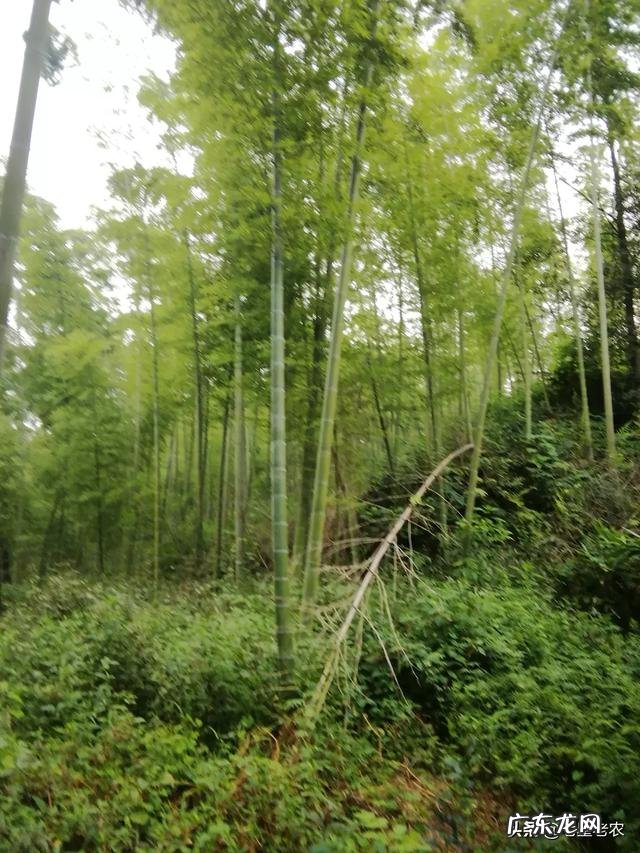 竹笋可以放到冰箱里冷冻吗怎么保存好