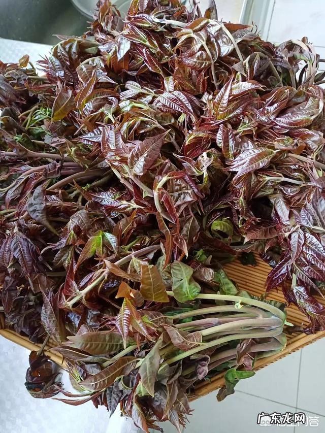 你会不会讨厌农村生活的方式?