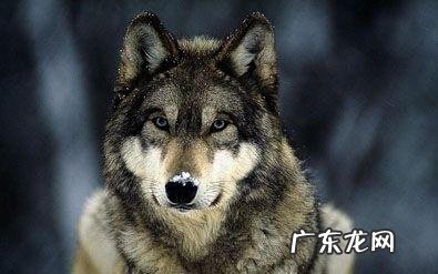 这才是男人该有的样子完整版 男人一定要有男人样