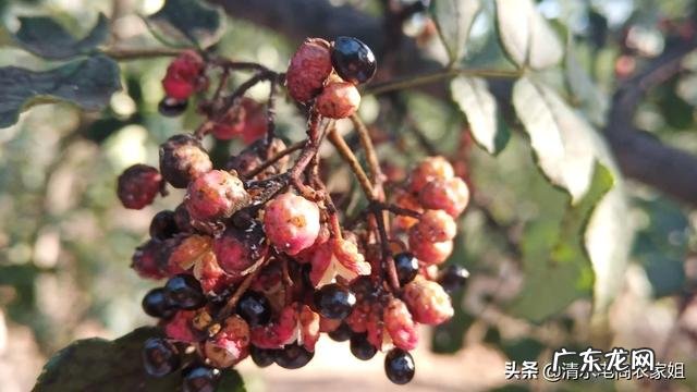 生菜叶片中间的蓝色颗粒是什么