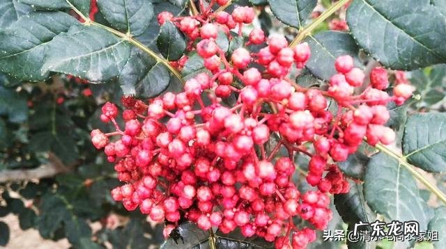 生菜叶片中间的蓝色颗粒是什么