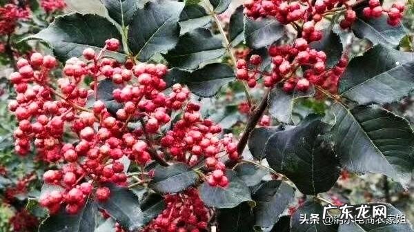 生菜叶片中间的蓝色颗粒是什么