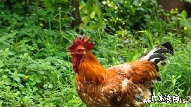 对于现在的农村,你整体上有哪些印象?有什么看法?