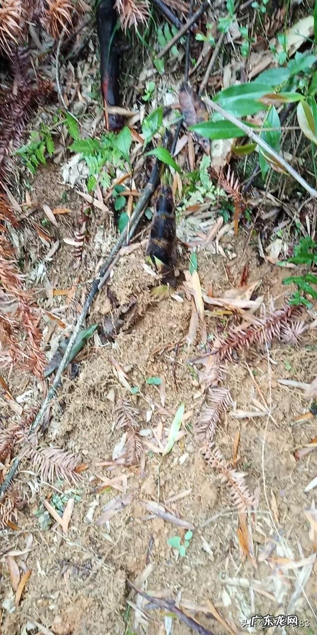 现在这个季节是春笋最多的时候,有什么办法可以挖的多又不会断