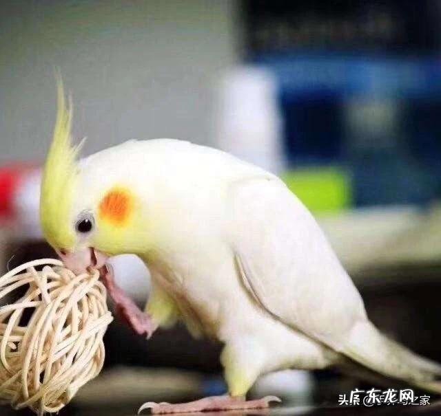 牡丹鹦鹉和玄凤哪个聪明?养哪个好?