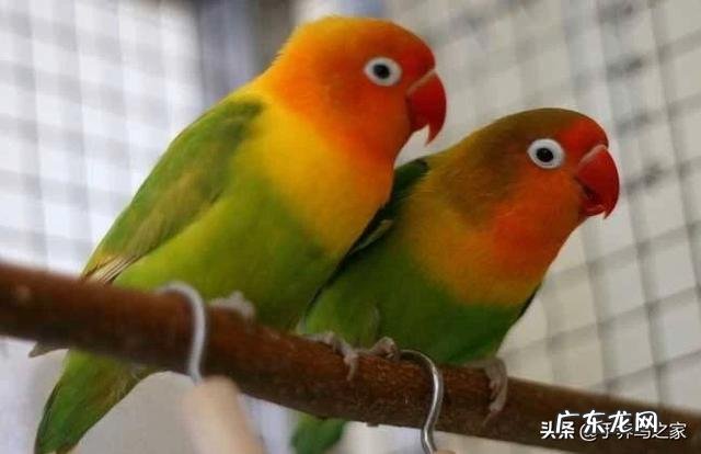 牡丹鹦鹉和玄凤哪个聪明?养哪个好?